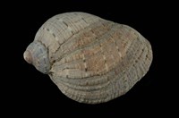 藏品(桃羅螺)的圖片